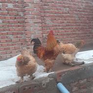 تخم برهما و خروس لاری