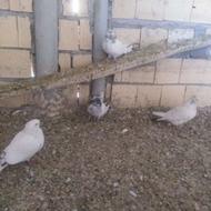 کبوتر کله دم سبز2جفت معاوضه