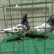 کبوتر طوقی و کله سیاه و کربلایی