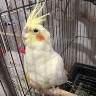 جفت مولد لوتینو درجه 1