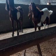 بزپاکستانی بابزغاله نرجوان