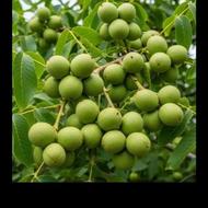 زمین آبی در روستای خوشمکان