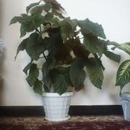 خوشبووسالمزیباوقشنگ