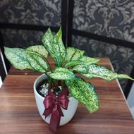 گل زیبای آپارتمانی