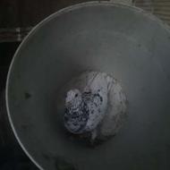 کبوتر نر بسیار زیبا خوشرنگ