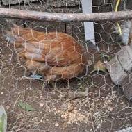 معاوضه مرغ کاکلی