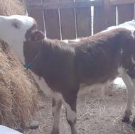 گوساله نر گاو