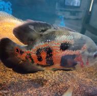 ماهی اسکار یک جفت