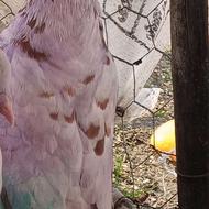 کبوتر پروازی