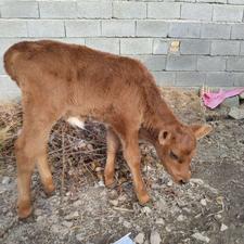 گوساله نرشیرخوار