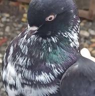 کبوتر نر عالی قاره پرشی