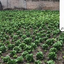 فروش کاهو محلی