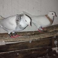 کبوتر طوقی معاوضه