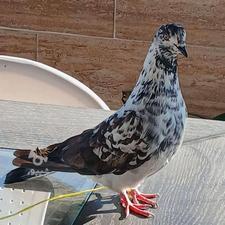 کبوتر نشون دار پرشی