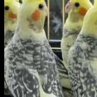 عروس هلندی دونخور شده آماده آموزش