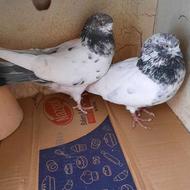 نروماده کله ای تخت دم سبز