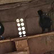 طاق بامگسی خوب