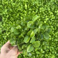 فروش سبزه نارنج