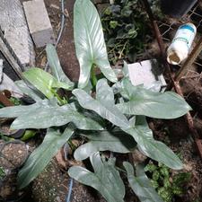 فیلندرون سیلور غول پیکر خیلی با کیفیت و لوکس در این سایز