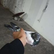 کبوتر پاکستانی آث پرشی مست