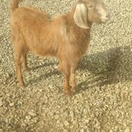 گوسفند یک راس بزغاله نر چاق قیمت 9/500