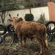 ورزا زرین سرشاخی