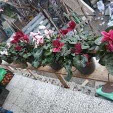 گل از تولید به مصرف