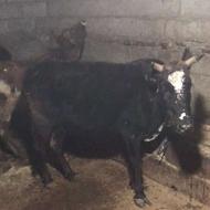 تلم گاو خوشگل