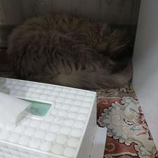 گربه بالغ پرشین کت