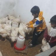 مرغ گوشتی ارگانیک