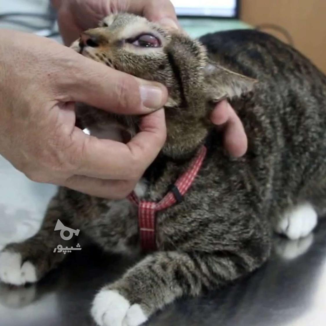 کلینیک دامپزشکی طوس _ چهاردانگه