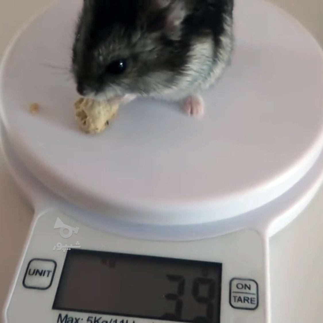 کلینیک دامپزشکی طوس _ چهاردانگه