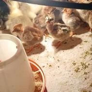 جوجه محلی اصیل کرچ شو پنج روزه