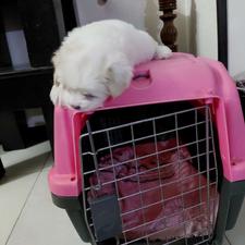 توله سگ شیتزو واگذاری