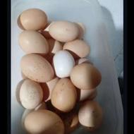 فروش تخم مرغ برهما