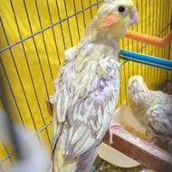 عروس هلندی نر و ماده 600