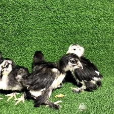 جوجه مرندی 20 روزه