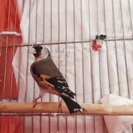 سهره‌دوساله