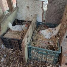 مرغ گلین کرچ