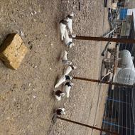 چند عددد کبوتر طوقی