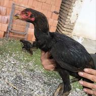 مرغ لاری اصیل