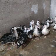 اردک خارجی جوان