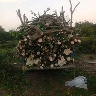 قطع درختان باغی خرید چوب