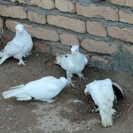 کفتر یاهو مهر مهر