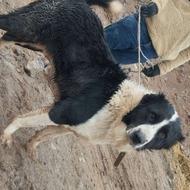 قدر جونی جوان