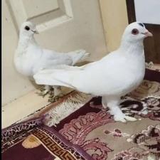 کبوترکوزقرمز