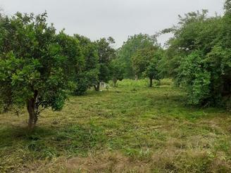 مازندران کلاراباد باغ مرکبات به متراژ1900متر به فروش میرسد