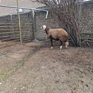 توقلی شیشک بروجردی آبستن شیر کرده