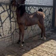 کره اسب سه قلم سفید