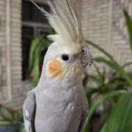 عروس هلندی نژاد خاکستری و اهویی سالم